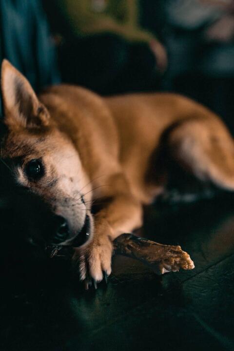 可愛い犬が床で横になっている
